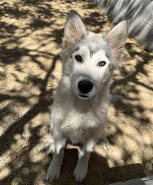 Photo of Osprey, adoptable Husky in Redlands, California