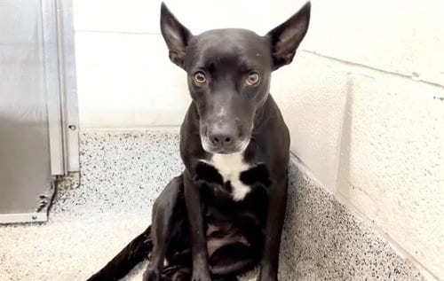 Photo of A662176, adoptable Australian Kelpie in Houston, Texas