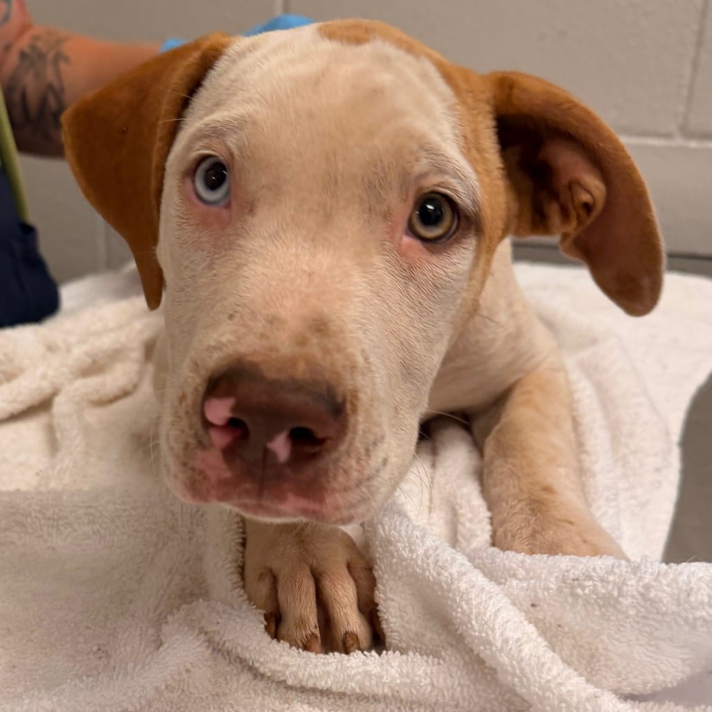 Photo of Theodore, adoptable Terrier, Pit Bull in Spartanburg, South Carolina