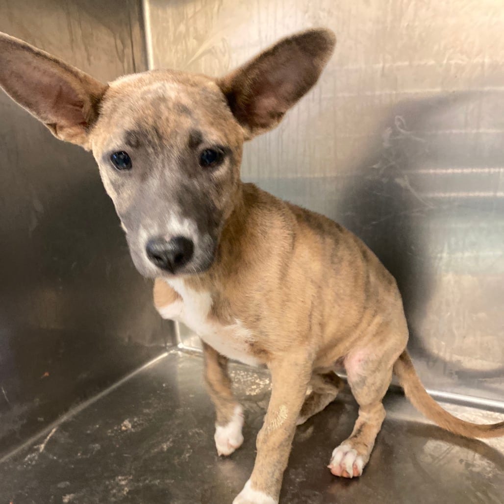 Photo of Kale, adoptable dog