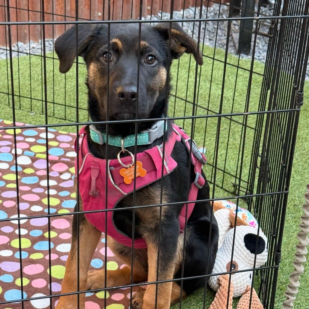 Photo of Phoebe - Female Puppy, adoptable Shepherd, German / Rottweiler in Bend, Oregon