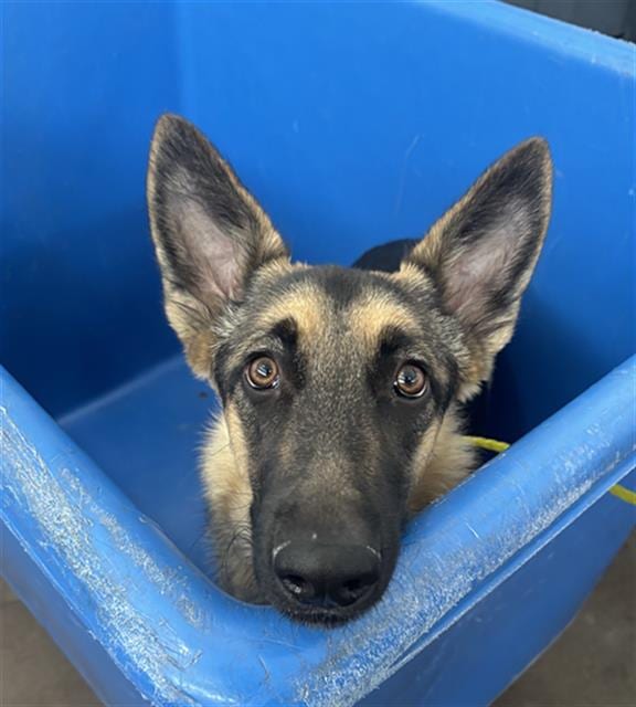 Photo of Chanel, adoptable German Shepherd Dog mix