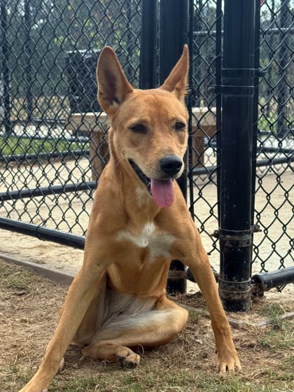 Photo of Cap'n Crunch, adoptable dog in Atlanta, Georgia