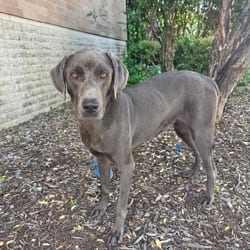 Photo of McRib, adoptable Weimaraner Blue Lacy/Texas Lacy in Hartford, Connecticut