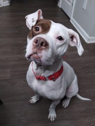 Photo of Barda, adoptable dog in Atlanta, Georgia