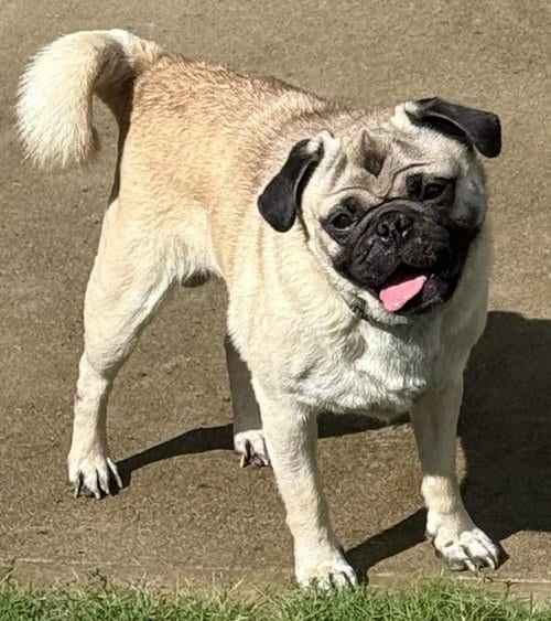 Photo of 4022 - 2026 Theo, adoptable Pug in Elizabeth City, North Carolina