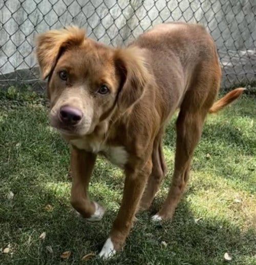 Photo of Katy Pawry, adoptable Nova Scotia Duck-Tolling Retriever in Texas City, Texas