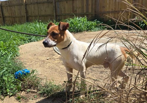 Photo of Ric Flair, adoptable Feist in Jackson, Mississippi
