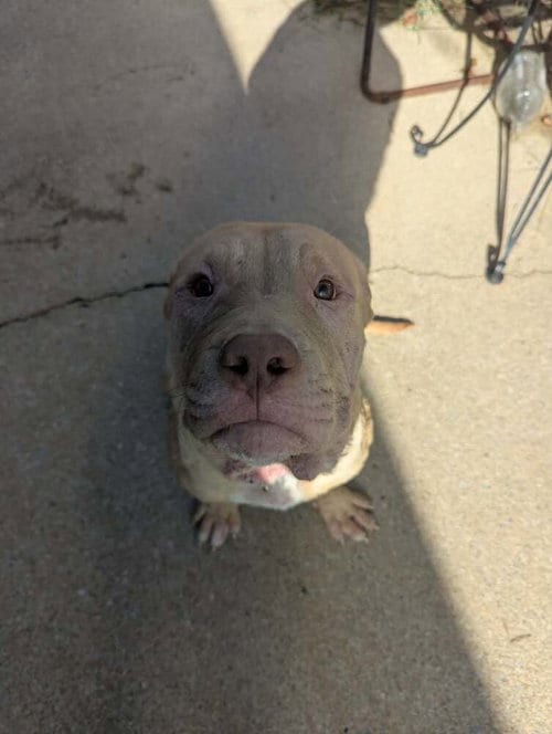 Photo of Frankie O’Malley (2026), adoptable Pit Bull Terrier in Wenonah, New Jersey