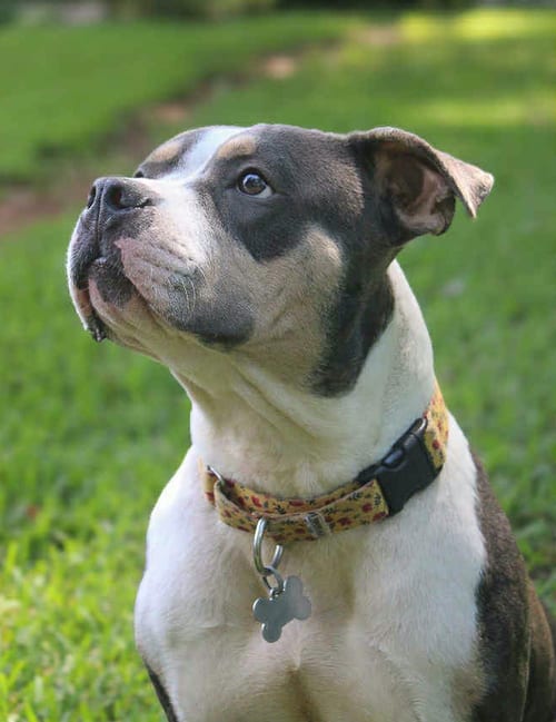 Photo of Bertie, adoptable American Bulldog in Atlanta, Georgia