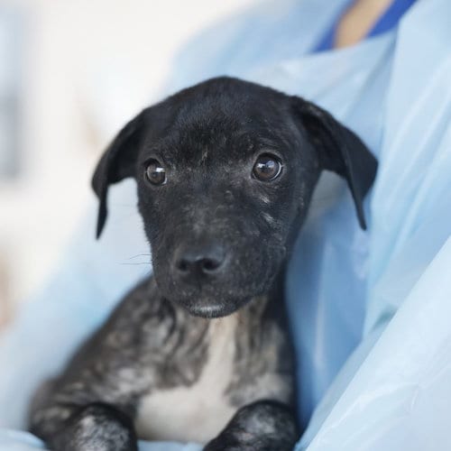 Photo of Kenai, adoptable American Staffordshire Terrier in San Antonio, Texas
