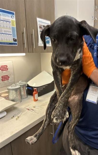 Photo of Matilda, adoptable Labrador Retriever in Baytown, Texas