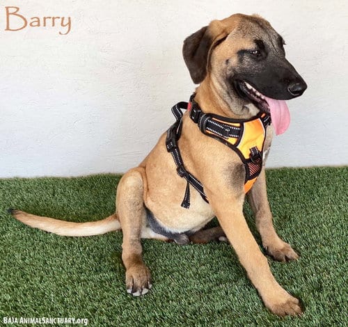 Photo of Barry, adoptable Black Mouth Cur in San Diego, California