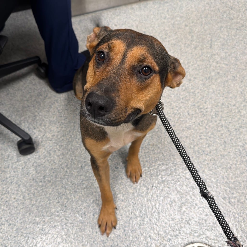 Photo of Spice, adoptable Hound in Spartanburg, South Carolina
