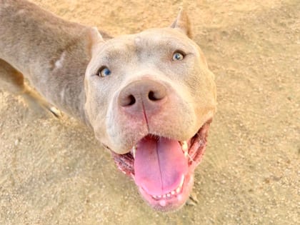 Photo of Grace, adoptable dog in Georgetown, Texas