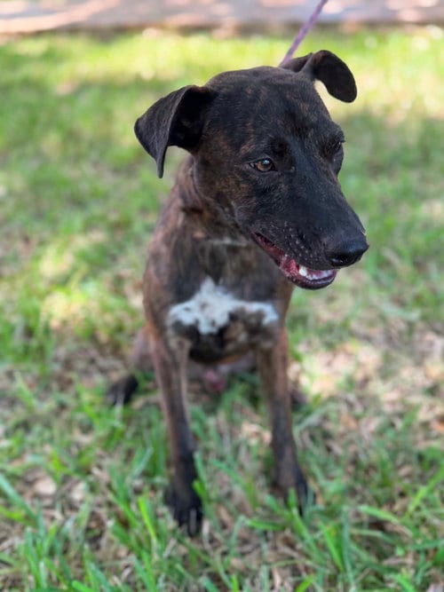 Photo of Monty, adoptable Mountain Cur in Paramus, New Jersey