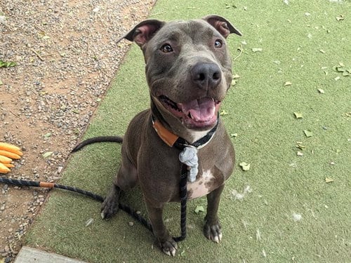 Photo of Baby Bird, adoptable American Pit Bull Terrier in Phoenix, Arizona