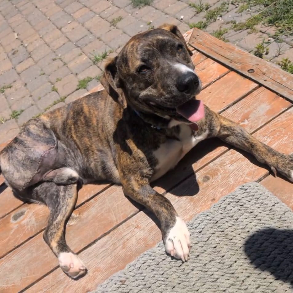 Photo of Bobo the Good Boy, adoptable Mixed Breed (Medium) in St. Louis, Missouri
