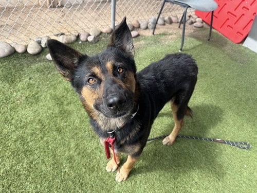 Photo of Yogi, adoptable German Shepherd Dog in Phoenix, Arizona