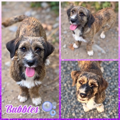 Photo of Bubbles, adoptable Cairn Terrier in Blacksburg, South Carolina