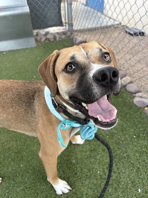 Photo of Clove, adoptable Beagle in Phoenix, Arizona