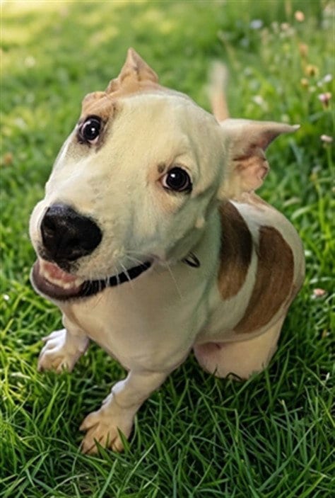 Photo of Maestro, adoptable American Pit Bull Terrier in Texas City, Texas