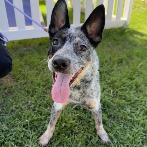 Photo of Yakisoba, adoptable Australian Cattle Dog/Blue Heeler in Camarillo, California