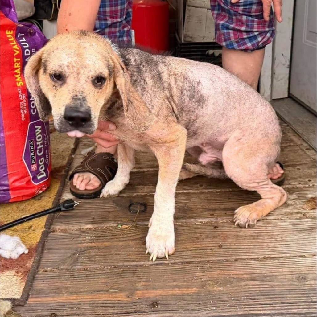 Photo of Ghoul (Halloween G Pup), adoptable Mixed Breed (Medium) in St. Louis, Missouri