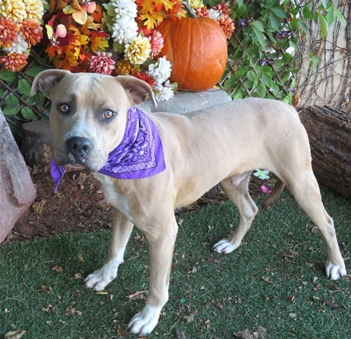 Photo of Casey, adoptable American Pit Bull Terrier in Oklahoma City, Oklahoma