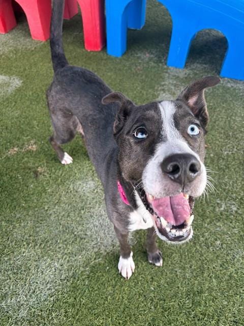 Photo of Taylor, adoptable Siberian Husky in Miami, Florida