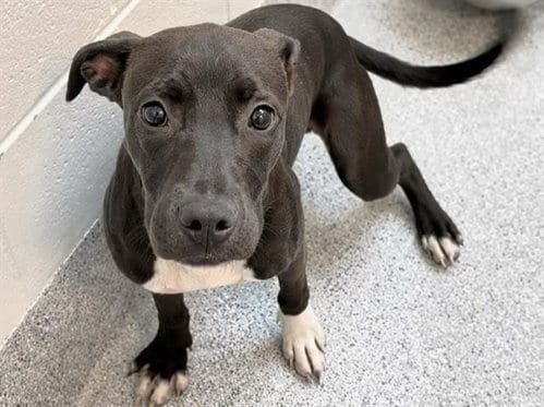 Photo of Trixie, adoptable Labrador Retriever in Houston, Texas