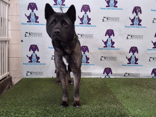 Photo of Sequoia, adoptable Akita in Orlando, Florida