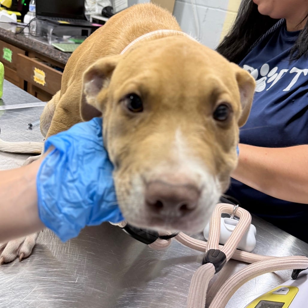 Photo of Ant, adoptable dog in Summerville, South Carolina