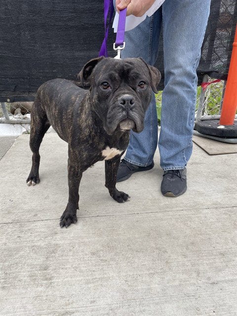 Photo of Pepper, adoptable Pit Bull Terrier in Stockton, California