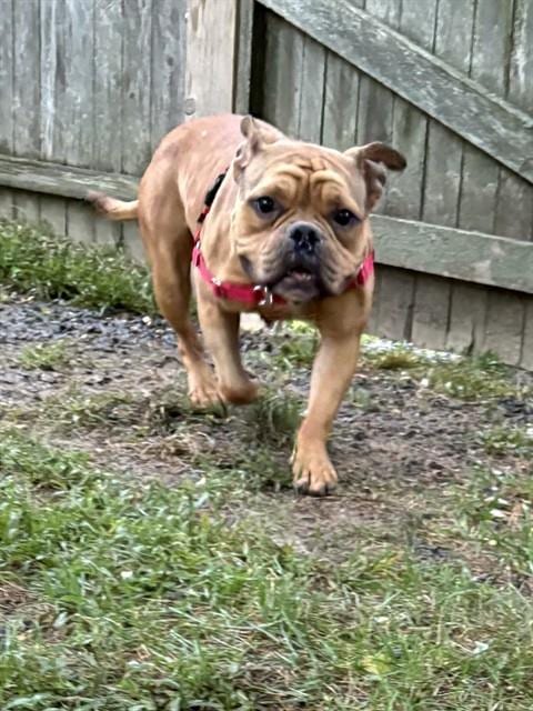Photo of Mario, adoptable Bulldog in Brewster, Massachusetts