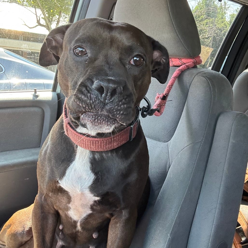 Photo of Elsie, adoptable Terrier, Pit Bull in Greensboro, North Carolina