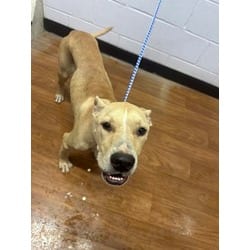 Photo of Sour Patch, adoptable American Pit Bull Terrier in Baton Rouge, Louisiana