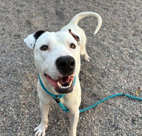 Photo of Michaelangelo, adoptable American Pit Bull Terrier in Mesa, Arizona