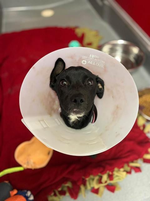 Photo of Wednesday, adoptable Dachshund in Visalia, California