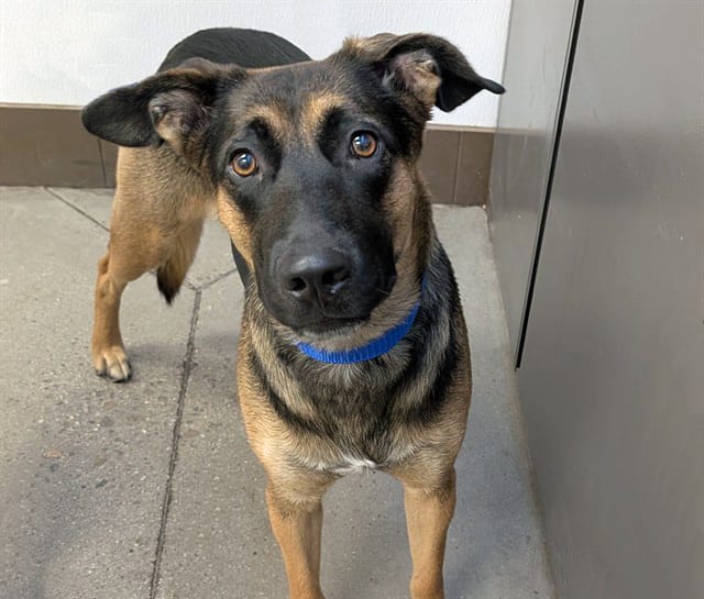 Photo of Molly, adoptable dog