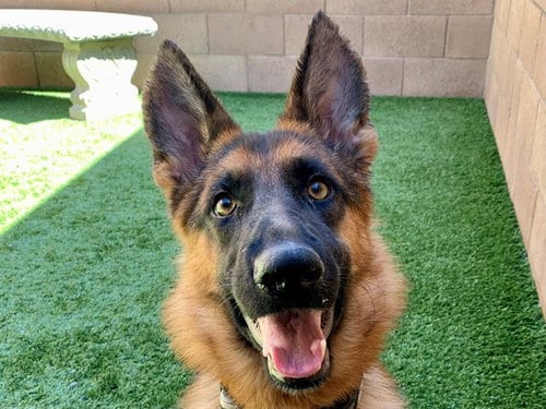 Photo of Amber, adoptable German Shepherd Dog in Moreno Valley, California