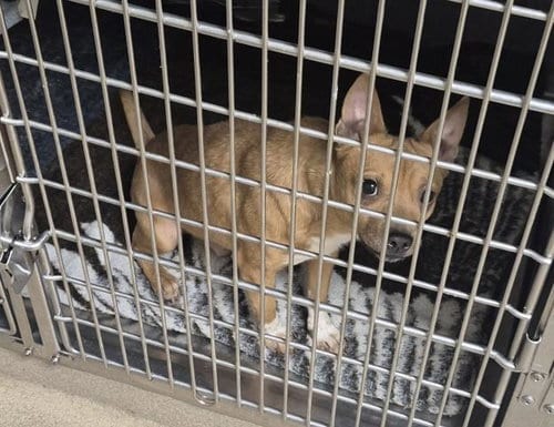 Photo of Napoleon Cheddar, adoptable Chihuahua in Decatur, Illinois