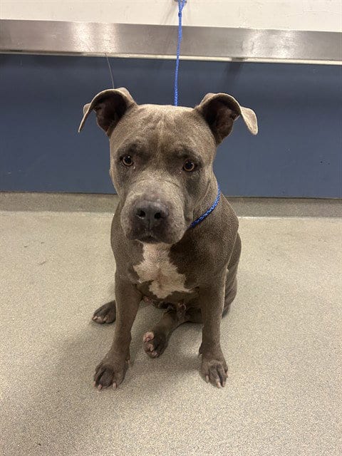Photo of Osi, adoptable American Bulldog in Miami, Florida