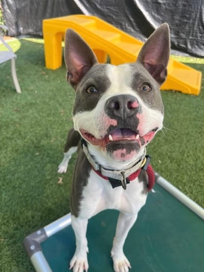Photo of Shaymin, adoptable dog in Baltimore, Maryland