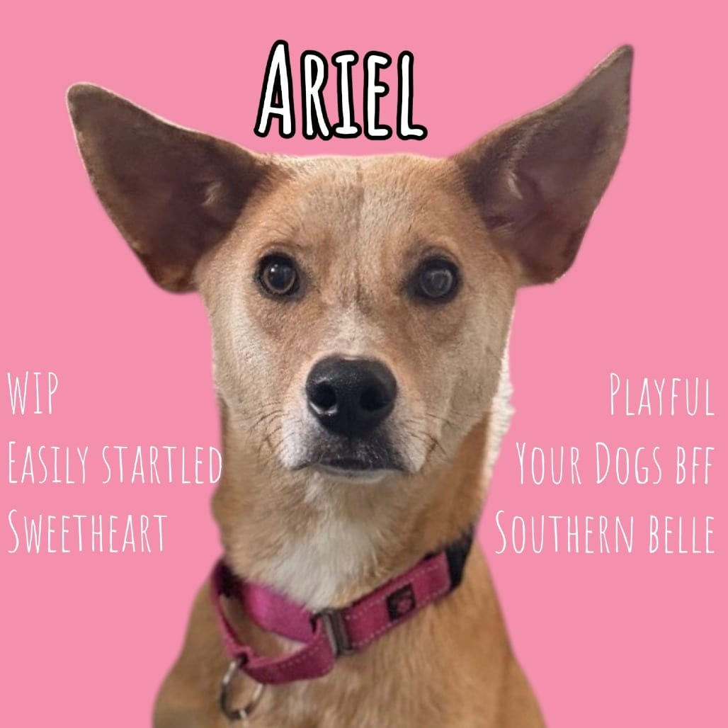 Photo of Ariel, adoptable dog in Pennellville, New York