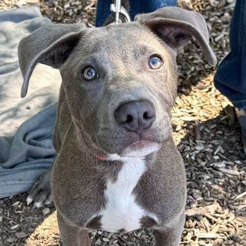 Photo of Gator, adoptable Labrador Retriever in Canton, Connecticut