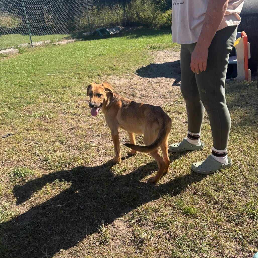 Photo of Bryn, adoptable Shepherd in Hinesville, Georgia