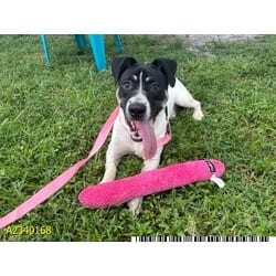 Photo of Destiel, adoptable Mixed Breed (Medium) in West Palm Beach, Florida