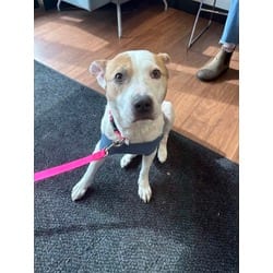 Photo of Pearl, adoptable Mixed Breed (Medium) in Baton Rouge, Louisiana
