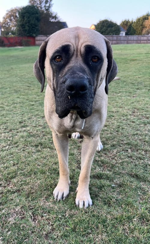 Photo of Phoebe, adoptable Great Dane in Greenville, South Carolina